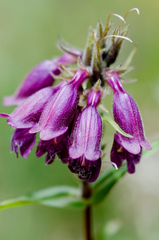 Penstemon whippleanus (Dusky Penstemon)
