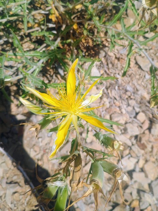 Mentzelia laevicualis (Giant Blazingstar) 30 Seeds