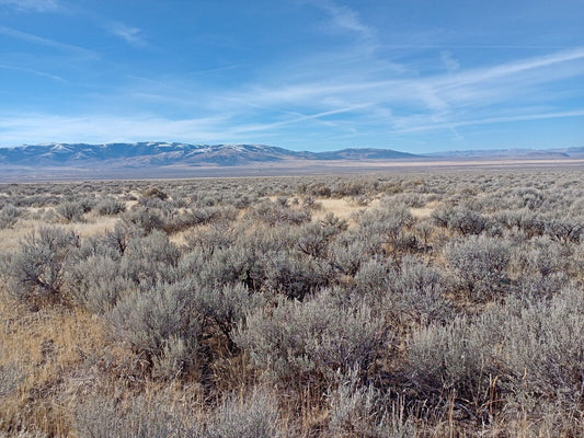 Artemisia arbuscula (Low Sagebrush)