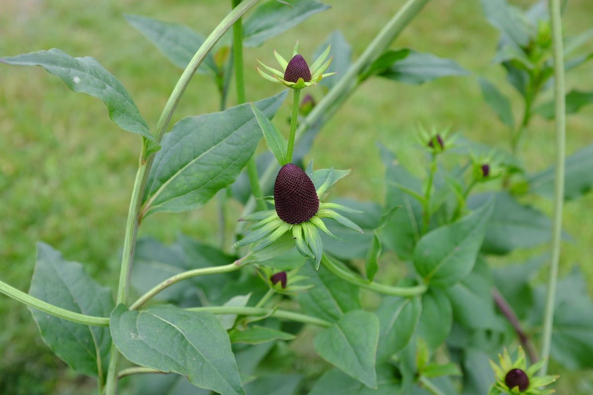 Rudbeckia occidentalis (Western Coneflower) 40 Seeds