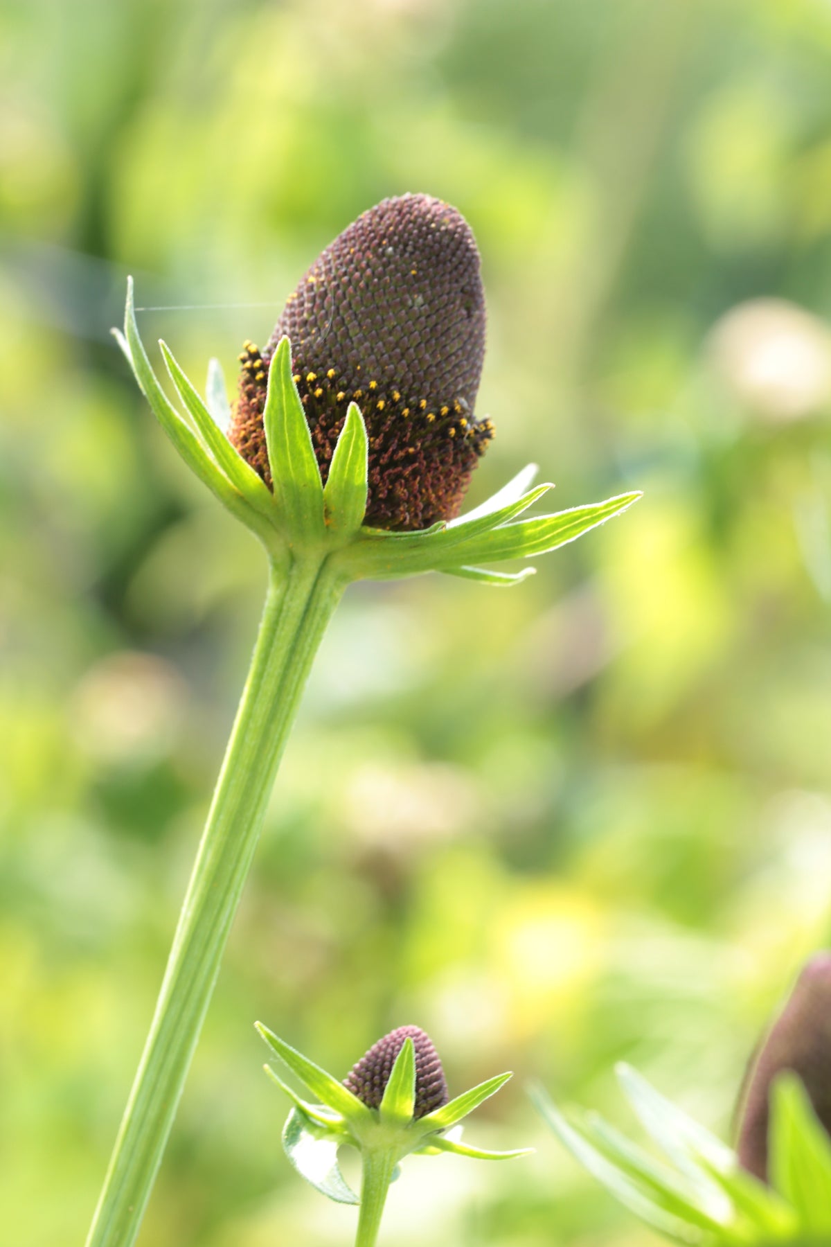 Rudbeckia occidentalis (Western Coneflower) 40 Seeds