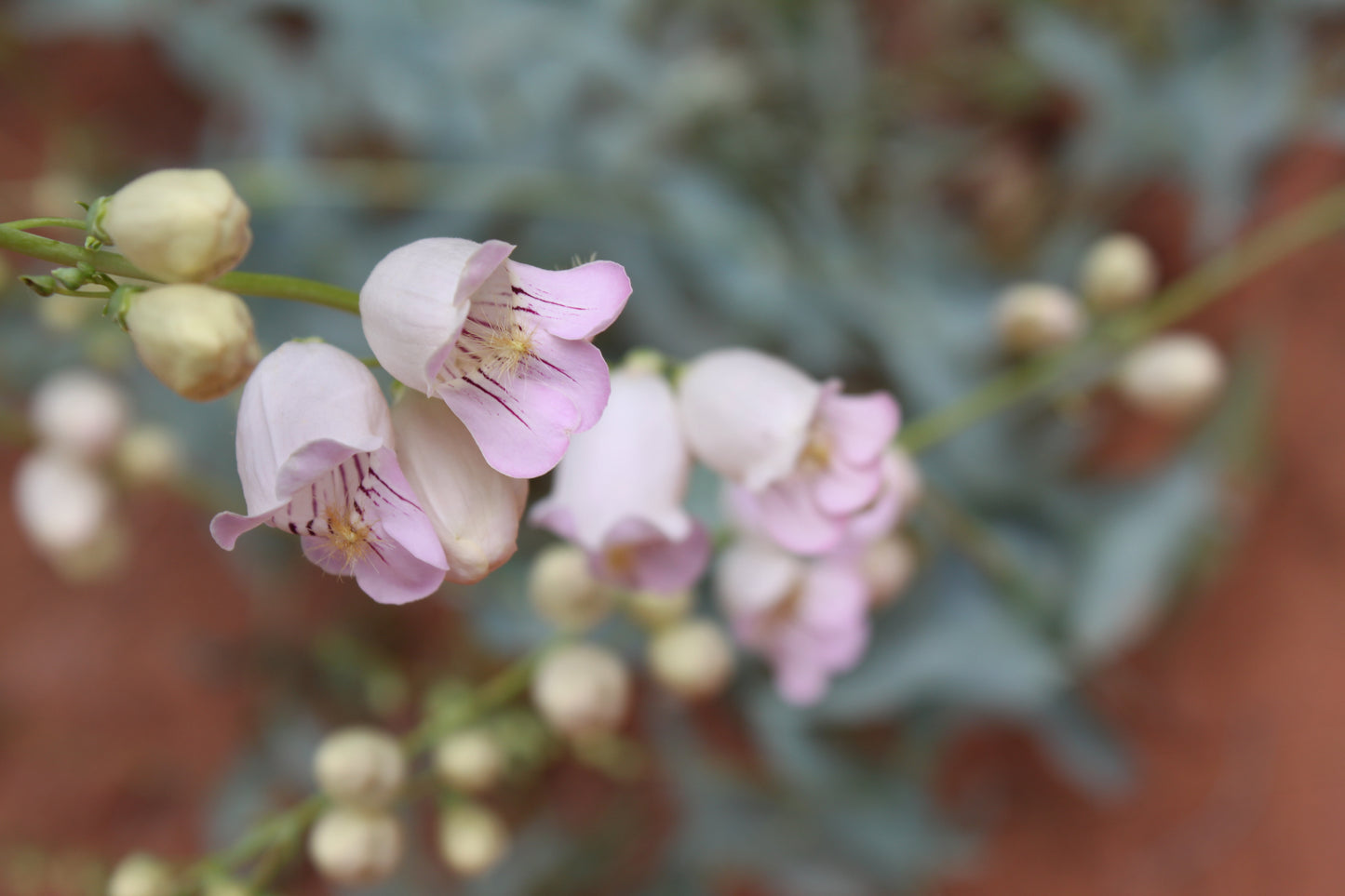 Penstemon palmeri (Palmer's Penstemon) 100 Seeds