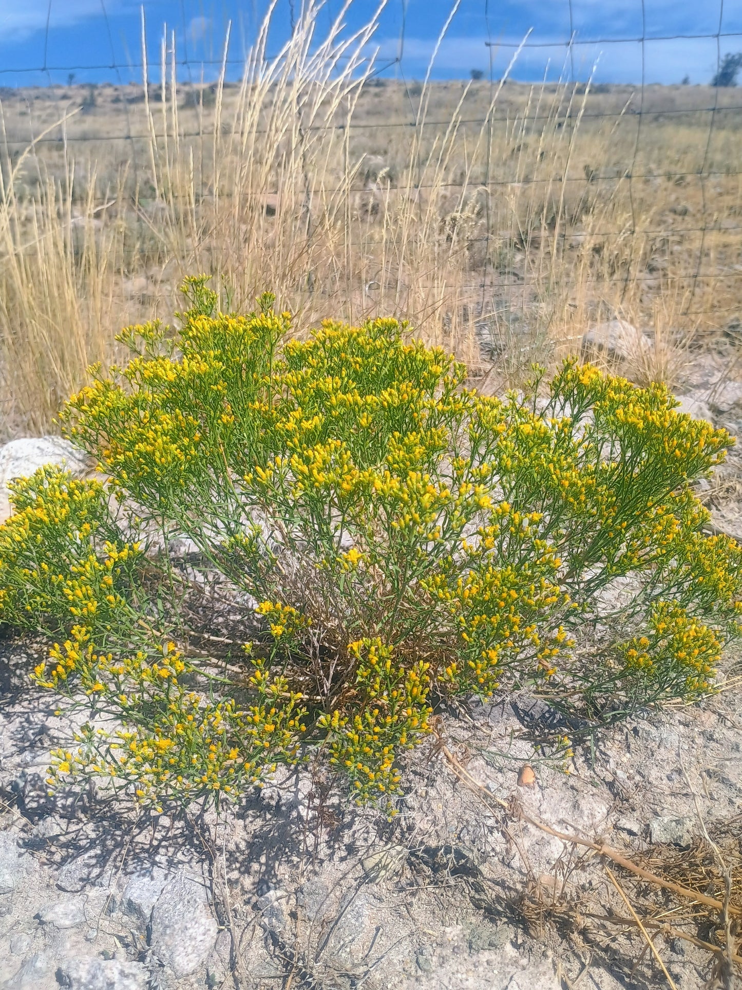 Gutierrezia sarothrae(Broom Snakeweed) 60 Seeds