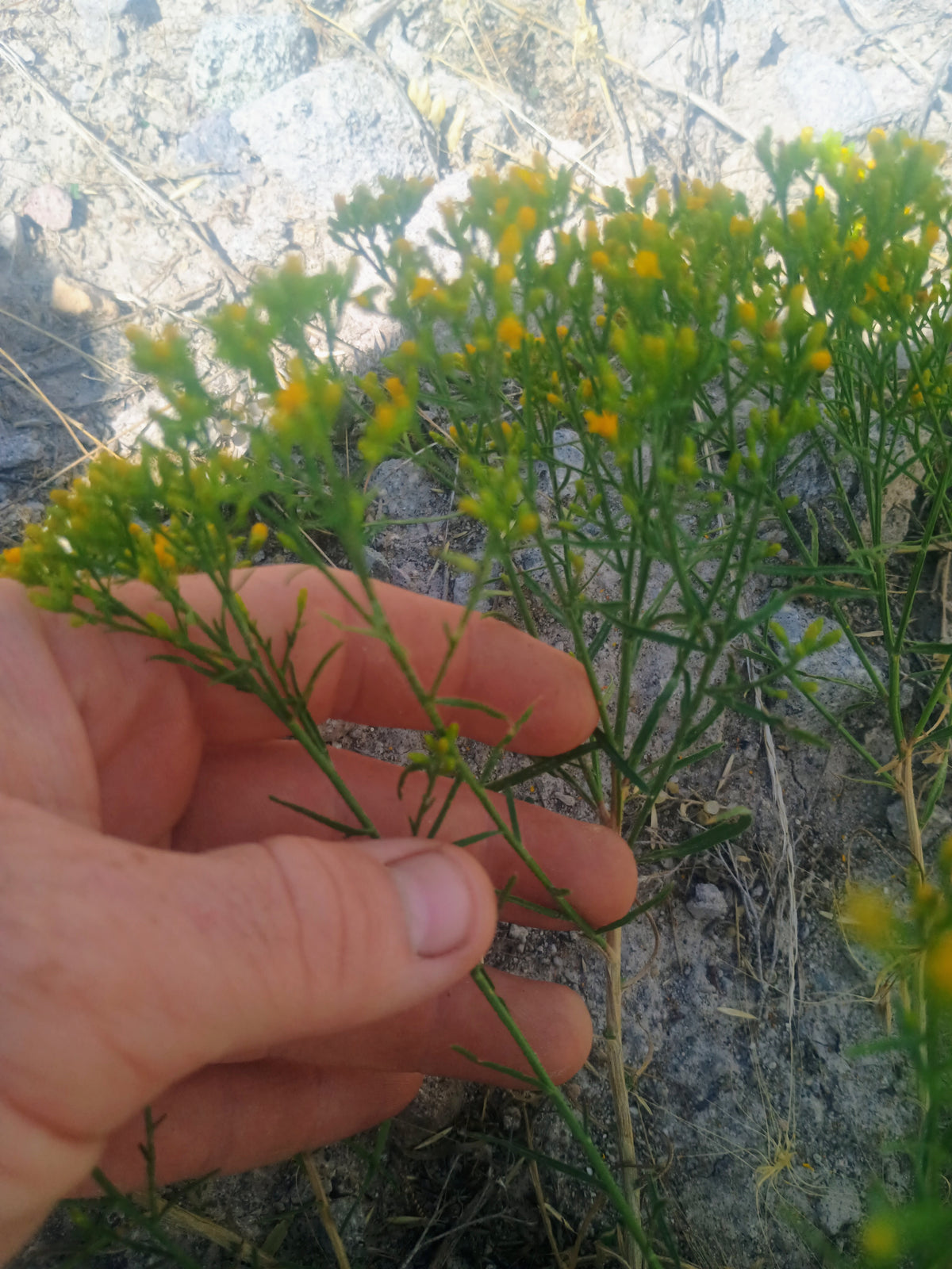 Gutierrezia sarothrae(Broom Snakeweed) 60 Seeds