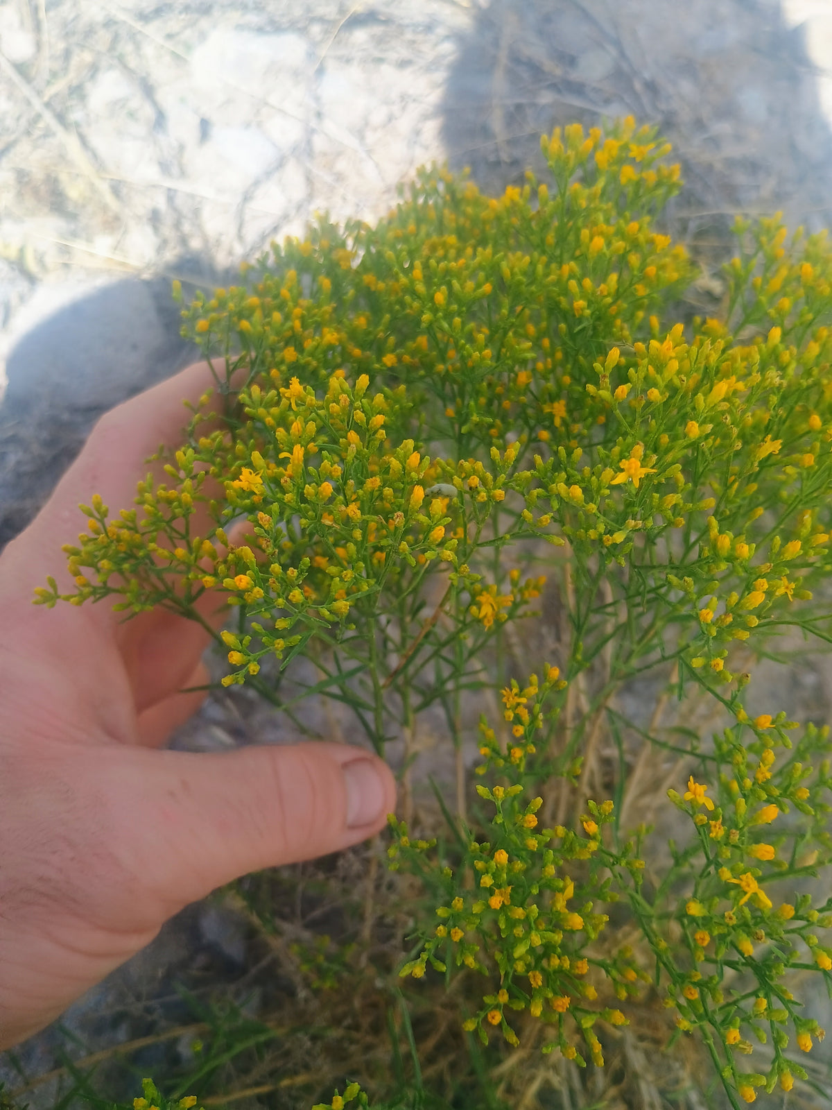 Gutierrezia sarothrae(Broom Snakeweed) 60 Seeds