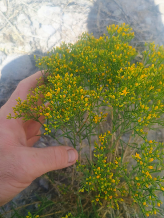 Gutierrezia sarothrae(Broom Snakeweed) 60 Seeds