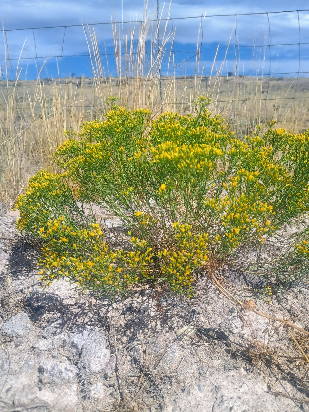 Gutierrezia sarothrae(Broom Snakeweed) 60 Seeds