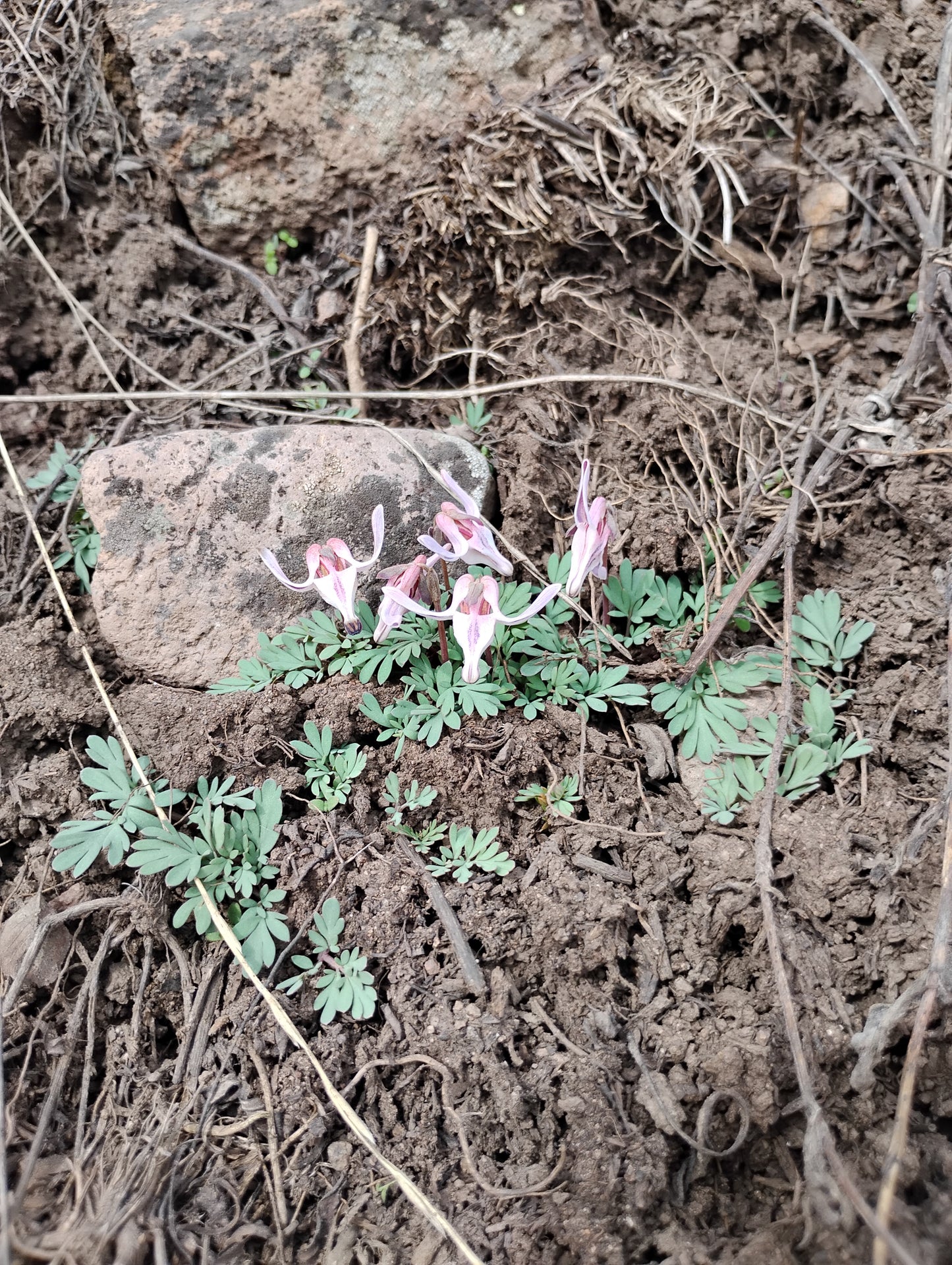 Dicentra uniflora(Steer's Head) 40 Seeds