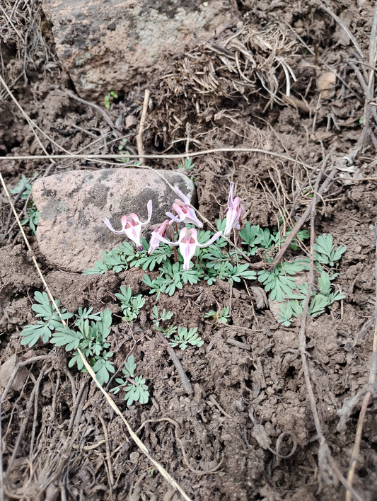Dicentra uniflora(Steer's Head) 40 Seeds