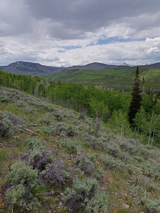 Artemisia tridentata v. vaseyena (Mountain Big Sagebrush)