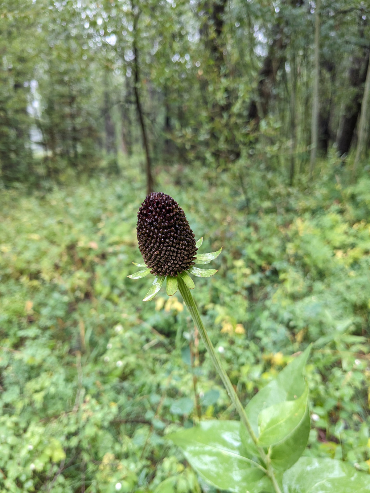 Rudbeckia occidentalis (Western Coneflower) 40 Seeds