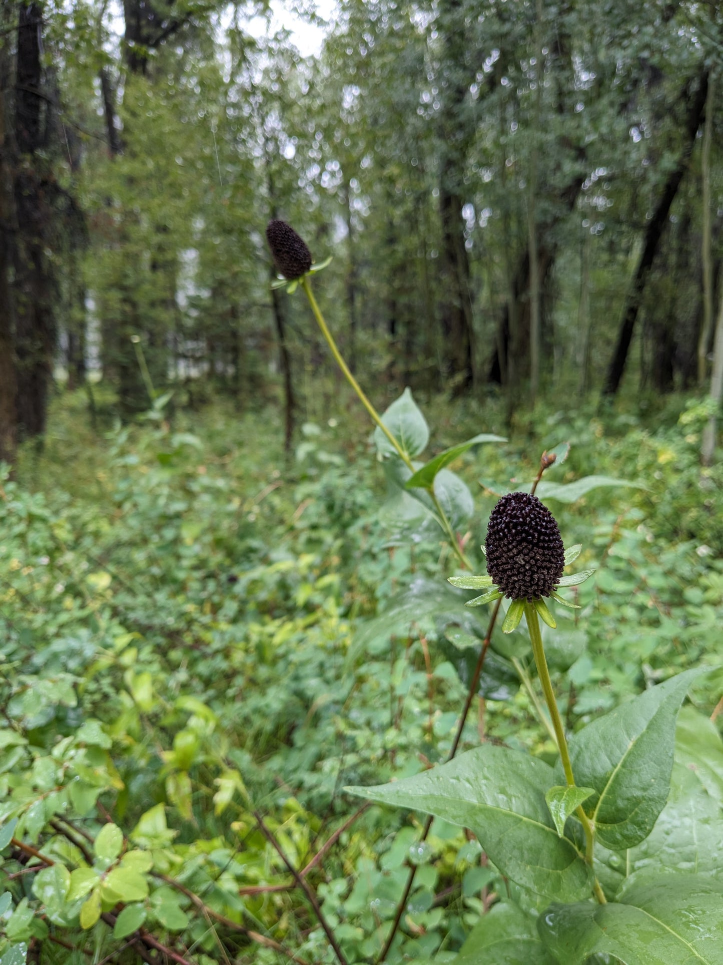 Rudbeckia occidentalis (Western Coneflower) 40 Seeds