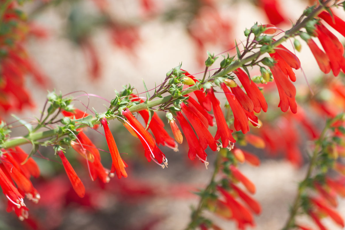 Penstemon eatonii (Firecracker Penstemon) 100 Seeds