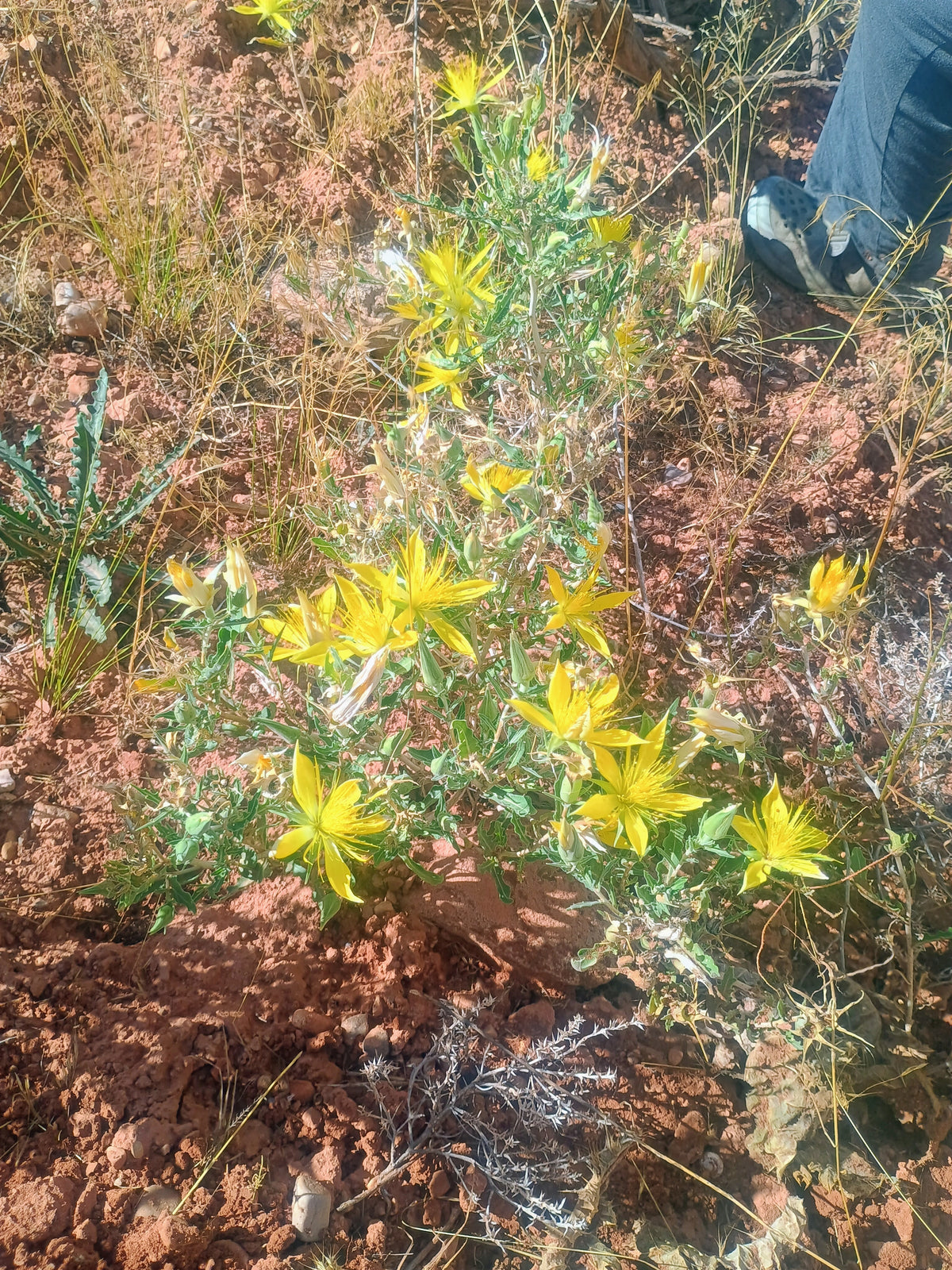 Mentzelia laevicualis (Giant Blazingstar) 30 Seeds