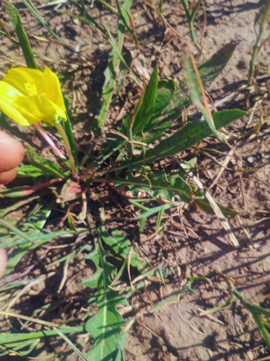 Oenothera flava v. flava (Yellow Evening Primrose) 30 Seeds