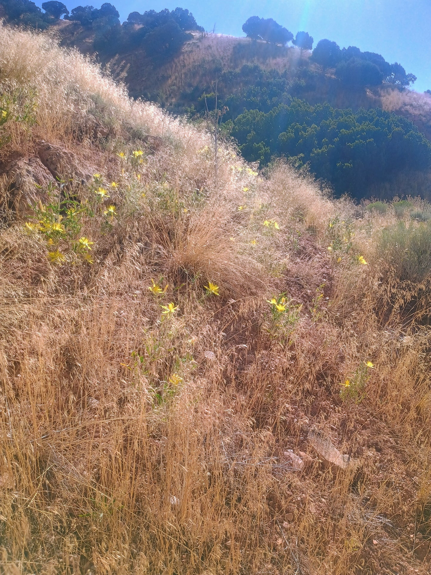 Mentzelia laevicualis (Giant Blazingstar) 30 Seeds