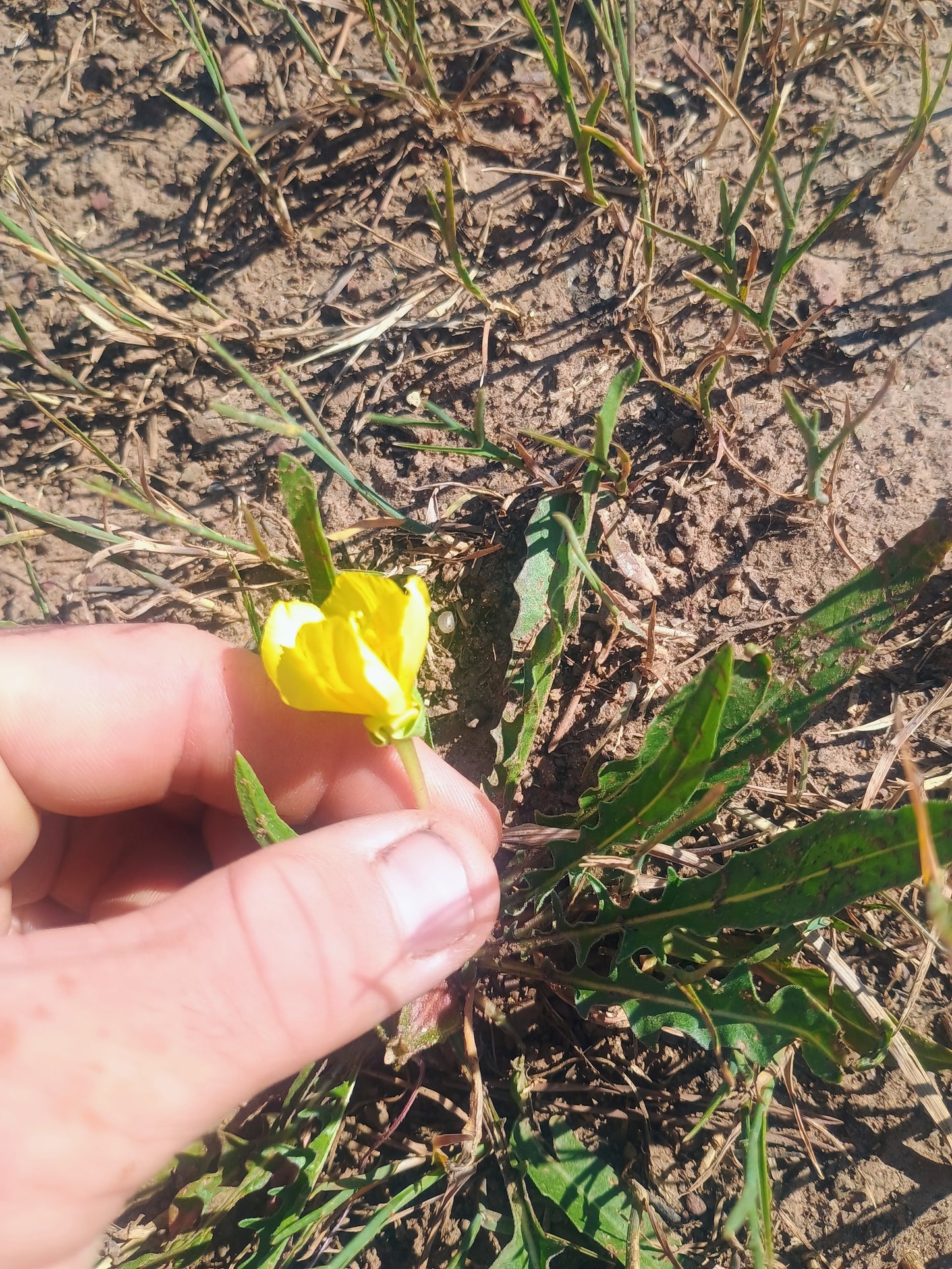 Oenothera flava v. flava (Yellow Evening Primrose) 30 Seeds