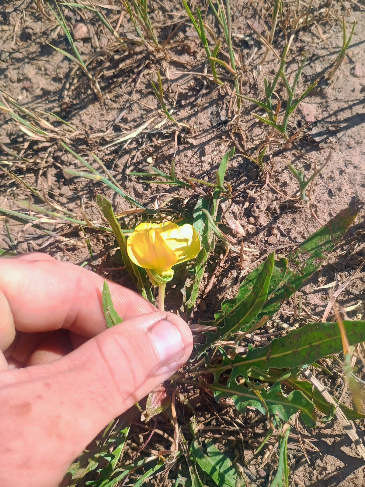 Oenothera flava v. flava (Yellow Evening Primrose) 30 Seeds