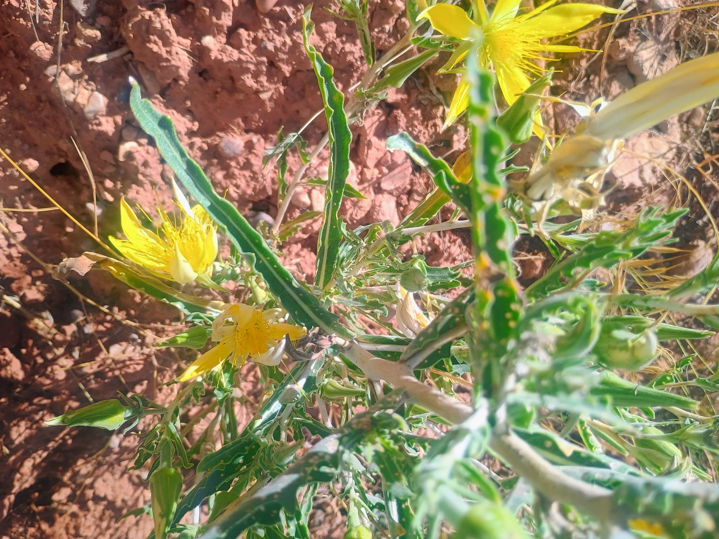 Mentzelia laevicualis (Giant Blazingstar) 30 Seeds