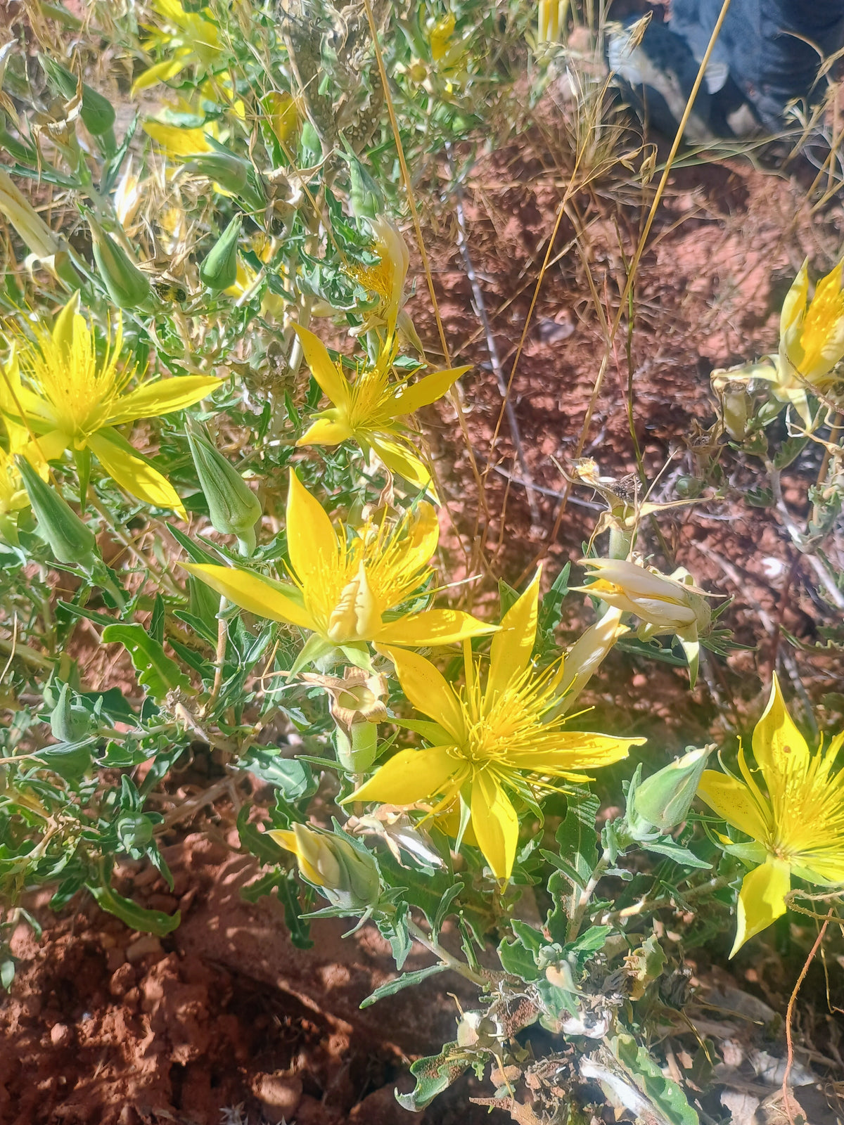 Mentzelia laevicualis (Giant Blazingstar) 30 Seeds