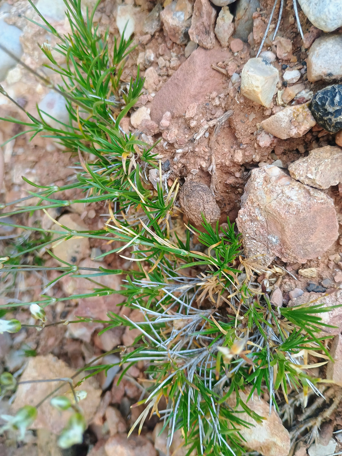 Eremogone kingii (King's Matted Sandwort) 30 Seeds