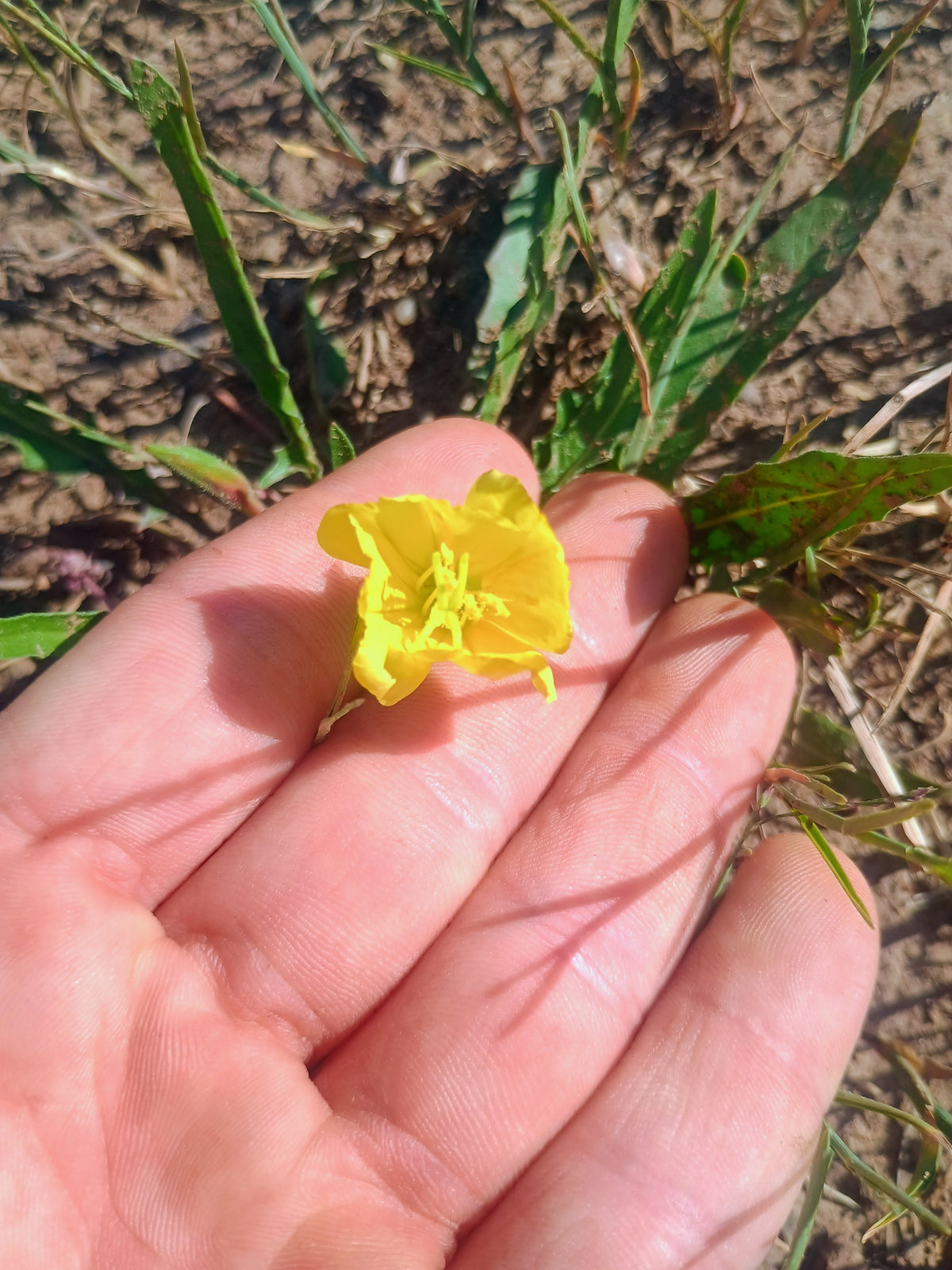 Oenothera flava v. flava (Yellow Evening Primrose) 30 Seeds