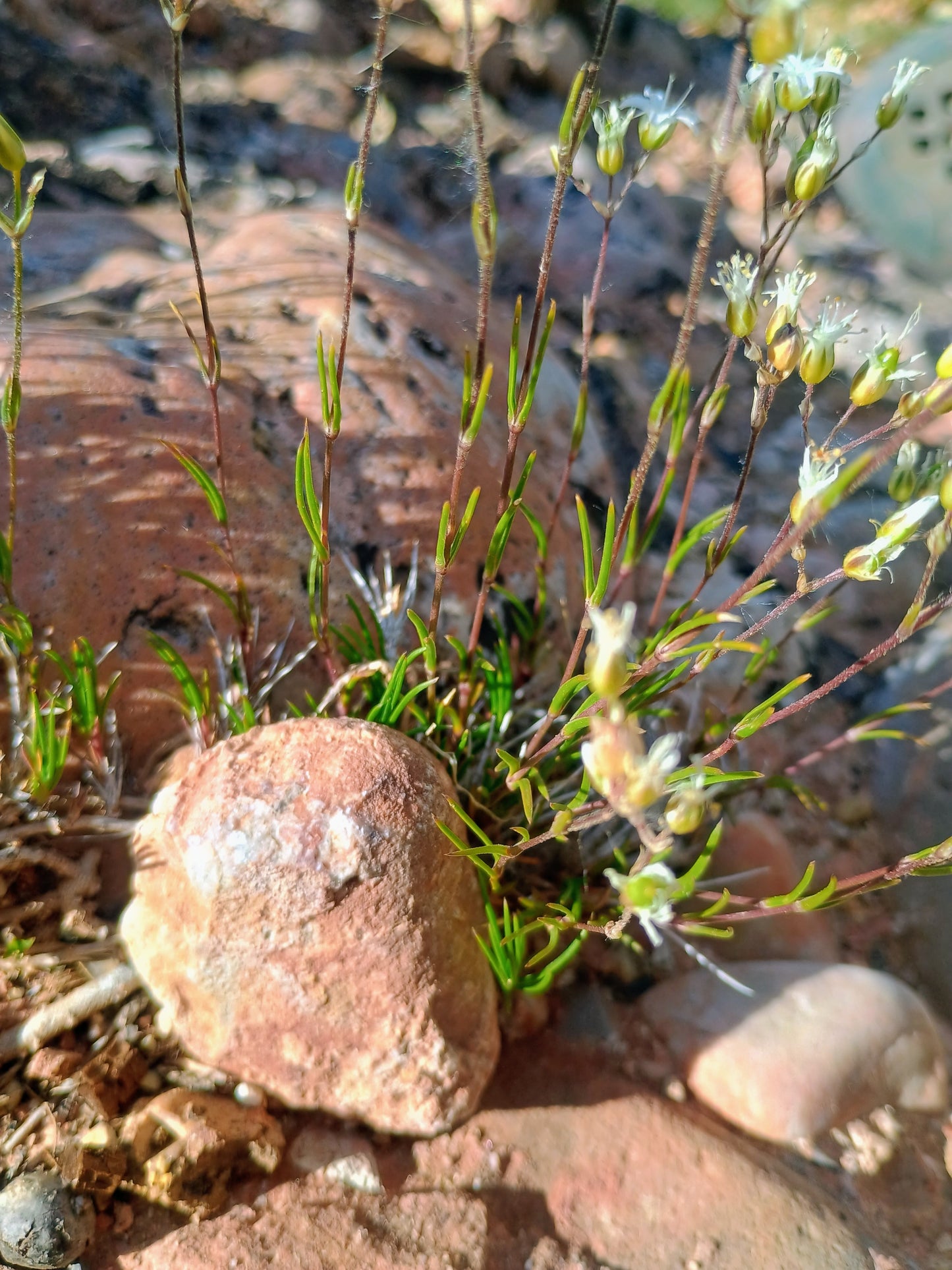 Eremogone kingii (King's Matted Sandwort) 30 Seeds