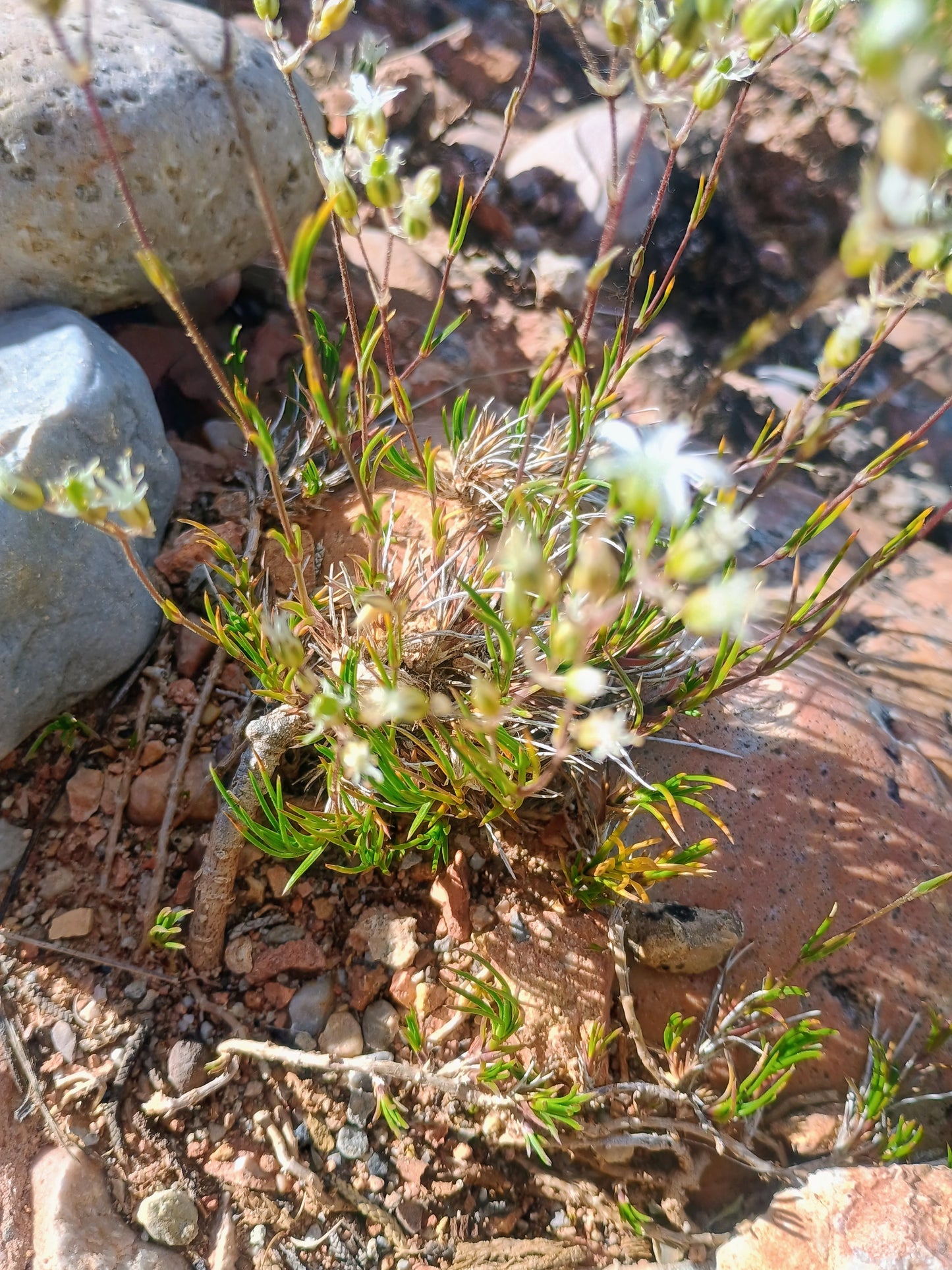 Eremogone kingii (King's Matted Sandwort) 30 Seeds