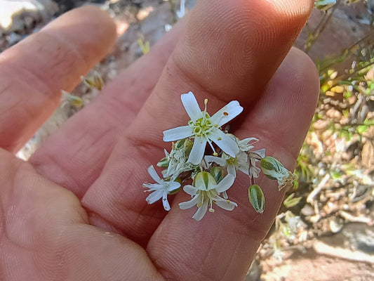 Eremogone kingii (King's Matted Sandwort) 30 Seeds