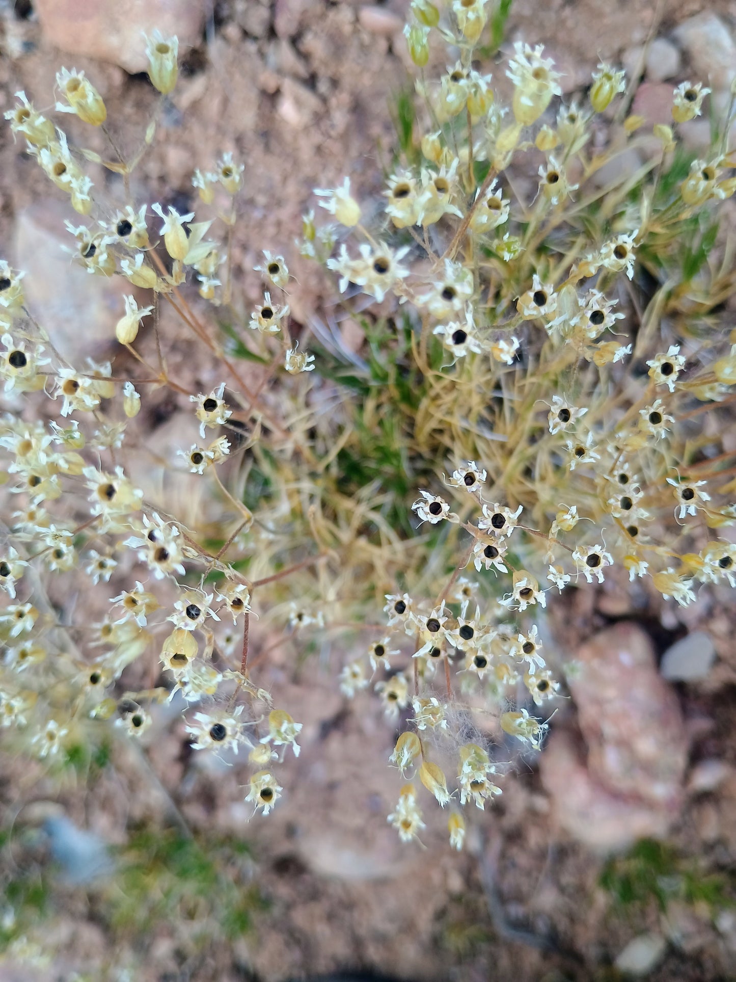 Eremogone kingii (King's Matted Sandwort) 30 Seeds