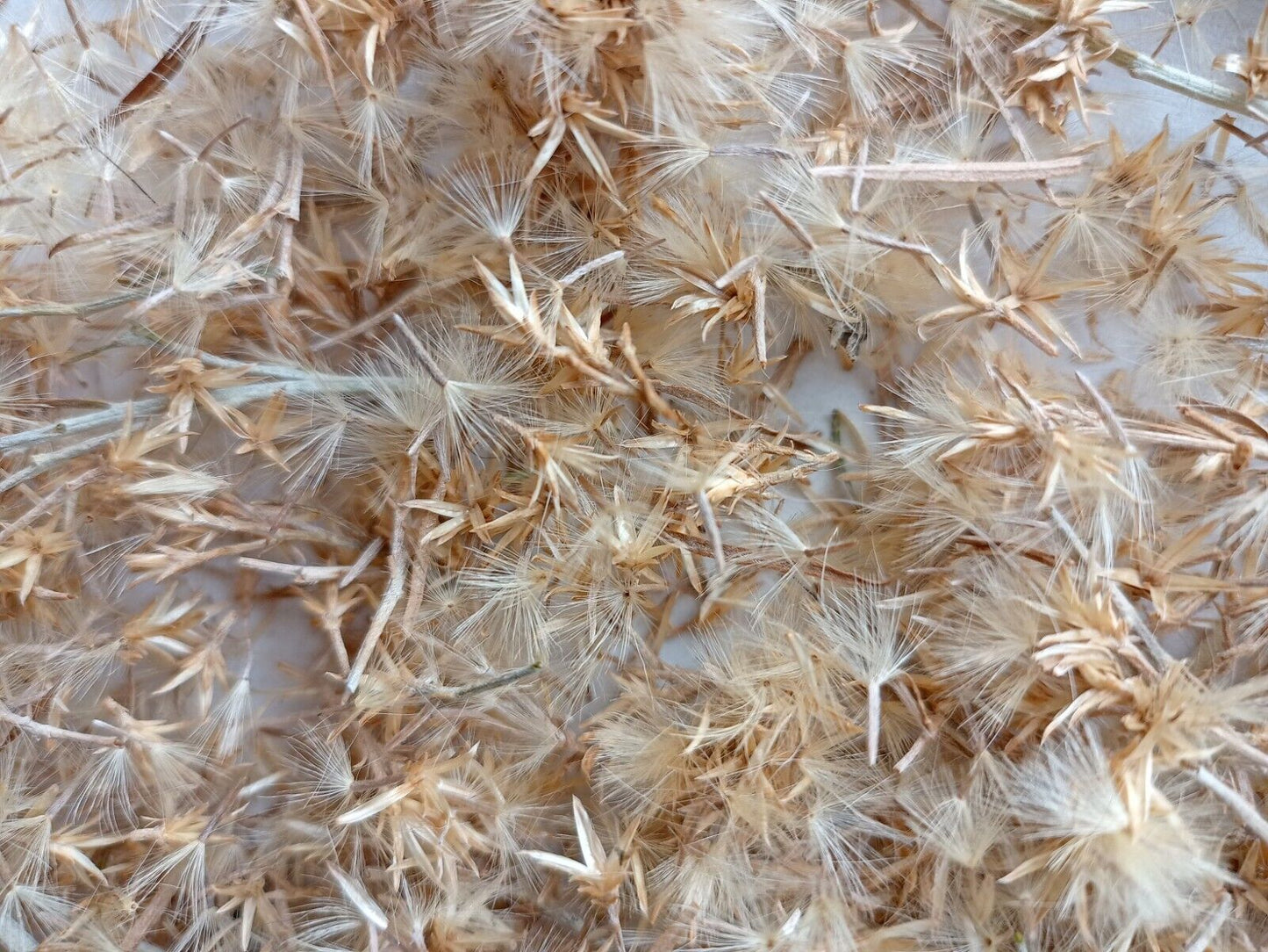 Ericameria nauseosa (Rubber Rabbitbrush)
