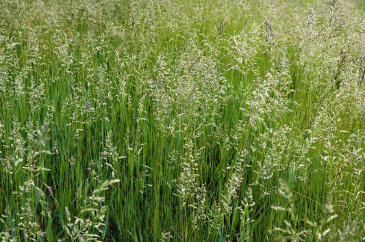 Festuca idahoensis (Idaho Fescue)