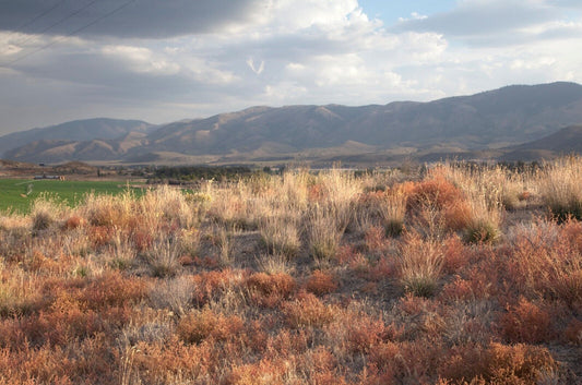 Festuca idahoensis (Idaho Fescue)